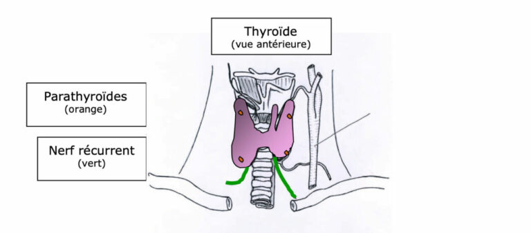 Image thyroïde et parathyroïde